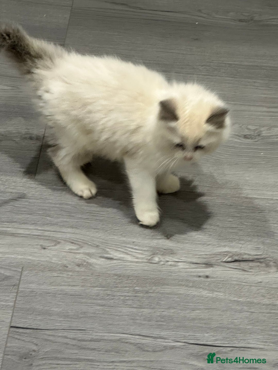 Ragdoll cats for sale: Stunning Ragdoll Boy - Image 7