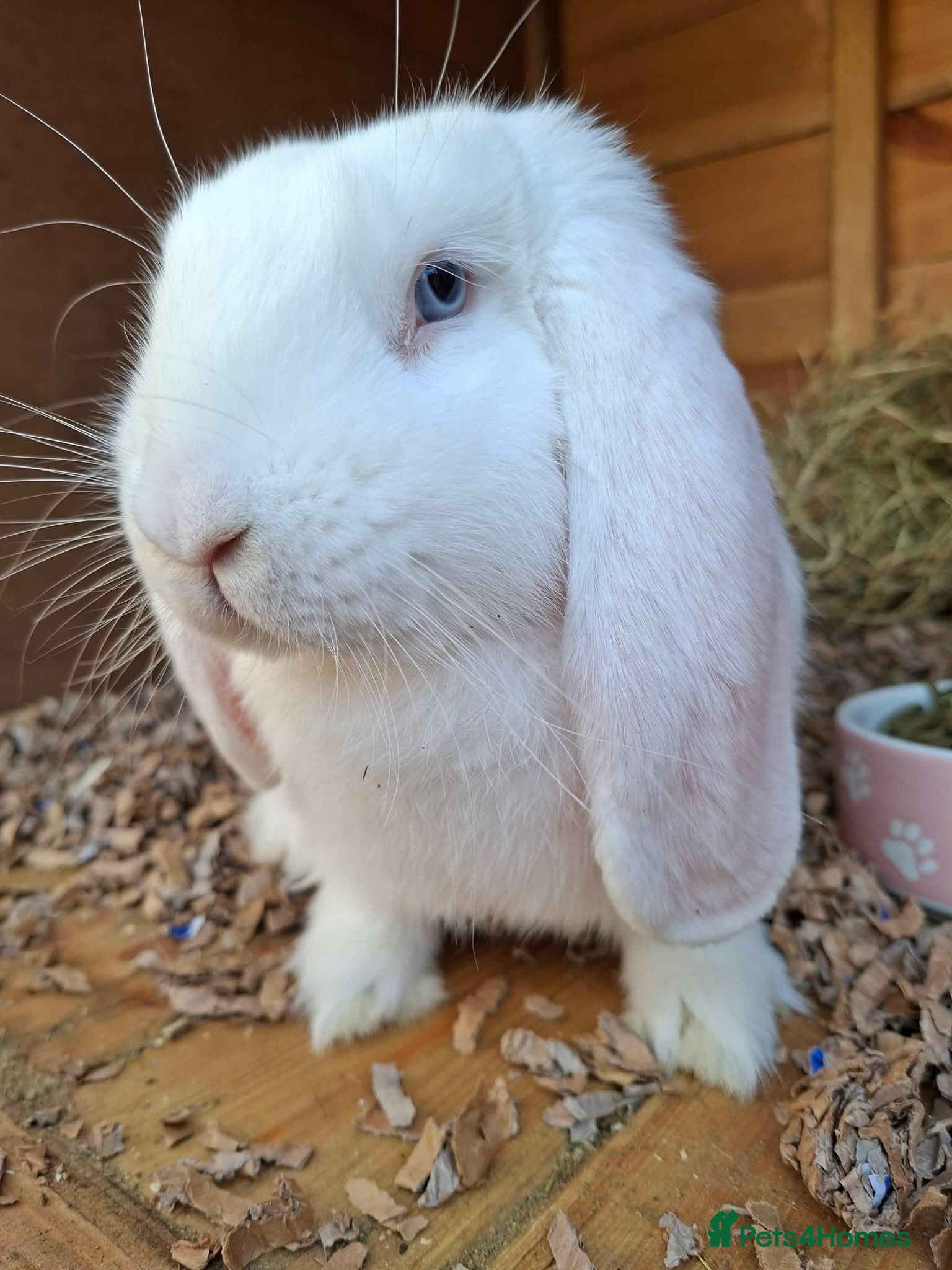 French Lop rabbits Vaccinated baby buck 4mths - Advert 2