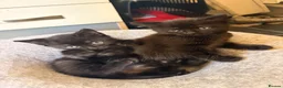 Domestic Shorthair cats for sale: Beautiful kittens nearly ready for a new home - Advert 8