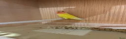 Lovebirds birds for sale: Young love bird - Advert 4