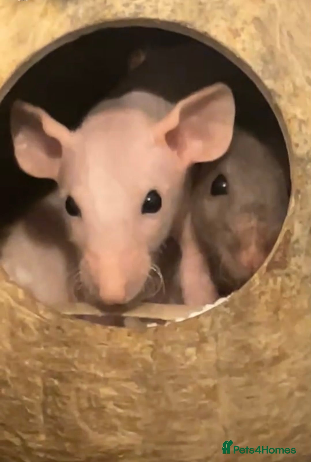 Rat rodents for sale: 2 female bold rats with cage and accessories  - Advert 7