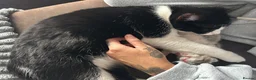 Mixed Breed cats for sale: Gorgoeus Kitten for its Forever Home - Advert 3