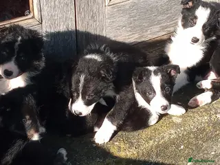 Border Collie dogs Gorgeous Border Collie Puppies - Ready Now - Advert 11