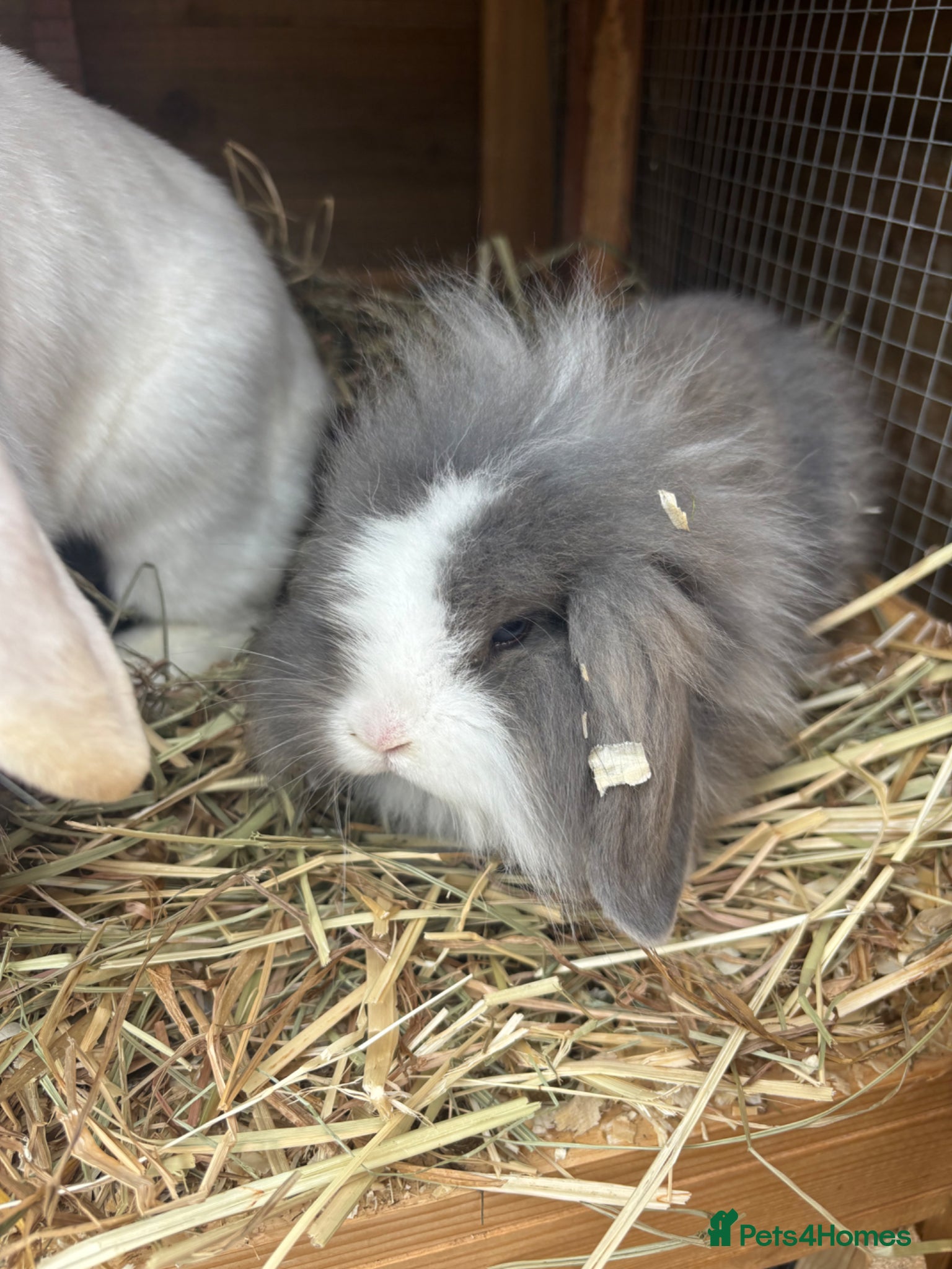 Mixed Breed rabbits Baby bunnies ready to go  - Advert 16
