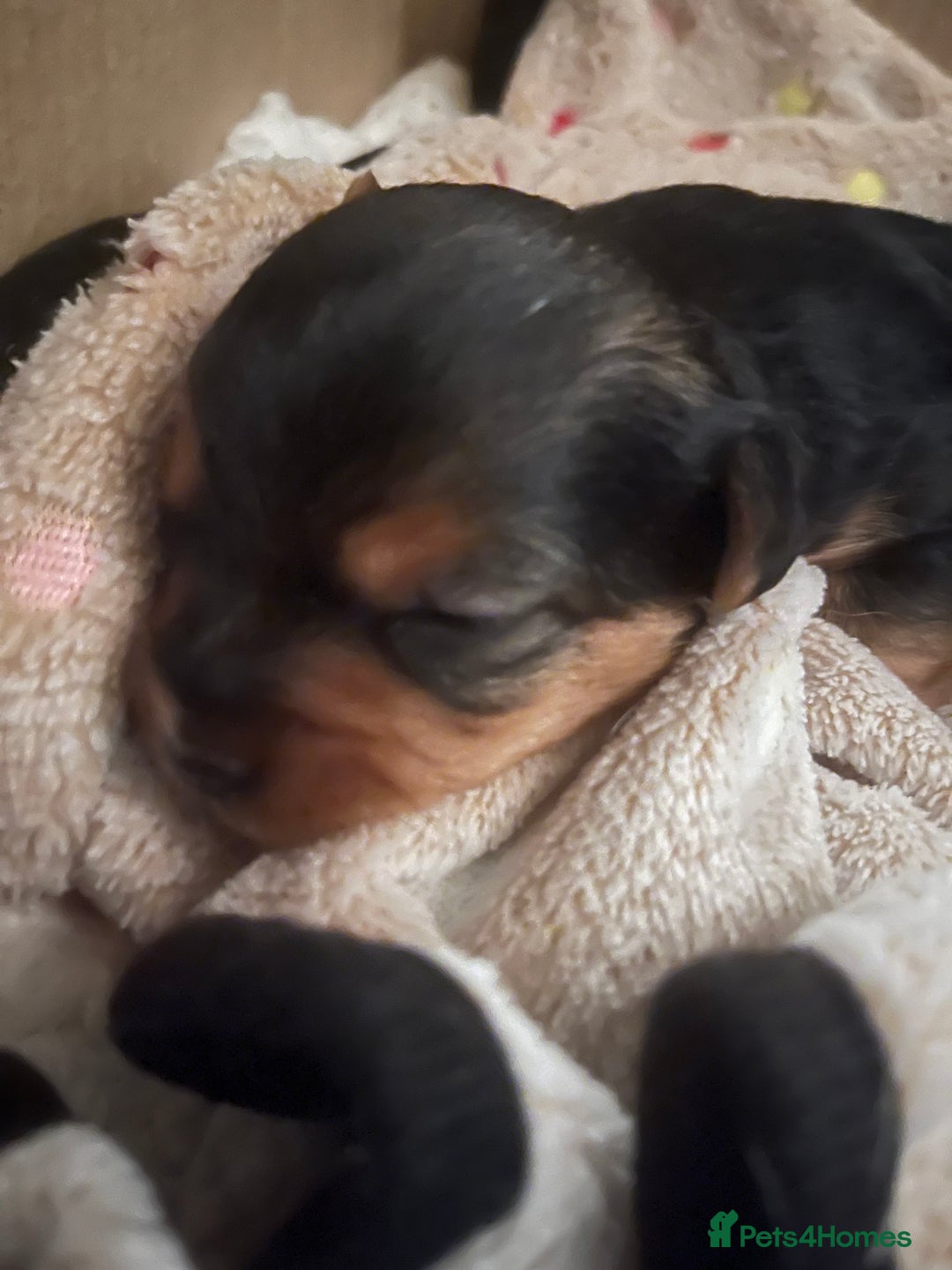 Mixed Breed dogs for sale: Jackawawa puppies 🐾💙1 boy left 💙🐾 - Image 10