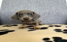 Dachshund dogs for sale: Miniature Dachshund puppies  - Image 10