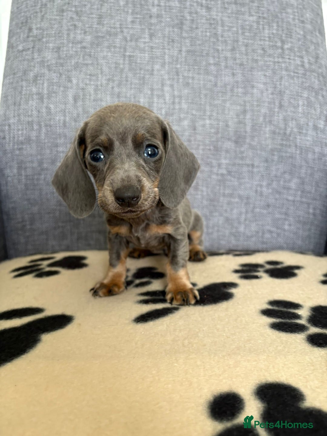Dachshund dogs for sale: Miniature Dachshund puppies  - Image 10