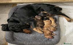 Cocker Spaniel dogs for sale: KC Working Cocker Spaniel Puppy for Sale - Image 6