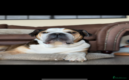American Bulldog dogs for sale: american bulldog - Image 2
