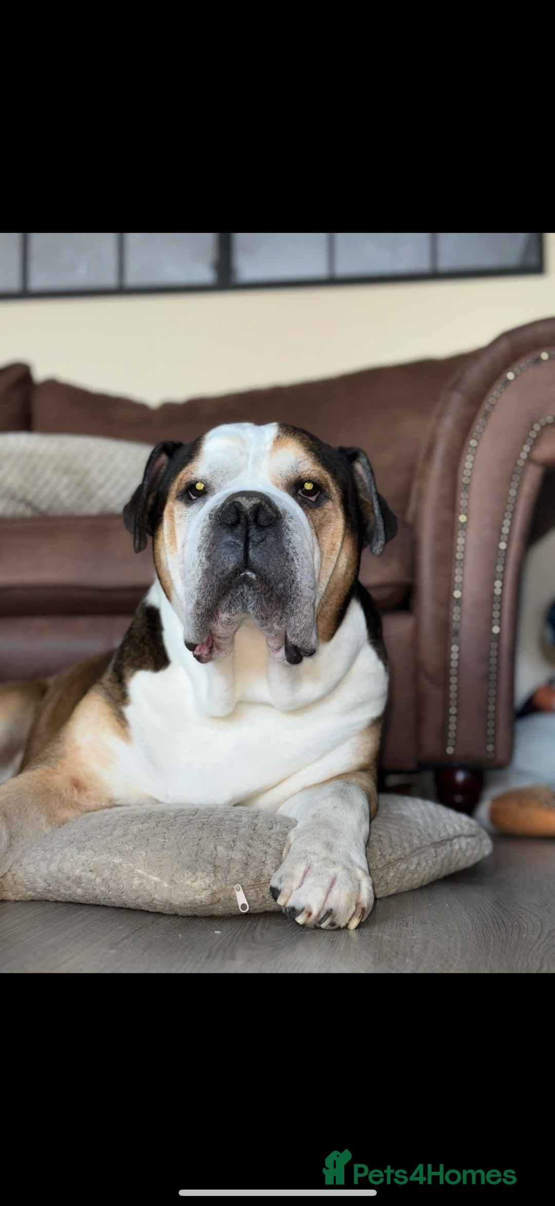American Bulldog dogs for sale: american bulldog - Image 2