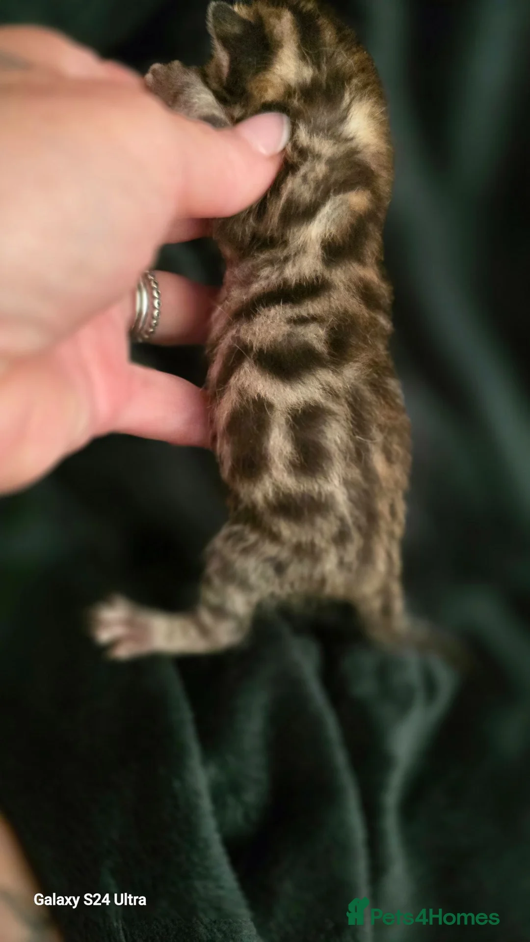 Mixed Breed cats for sale: Bengal X selkirk rex male kittens  - Advert 2