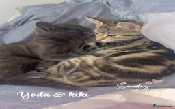 Russian Blue cats for sale: Russian Blue - Image 3