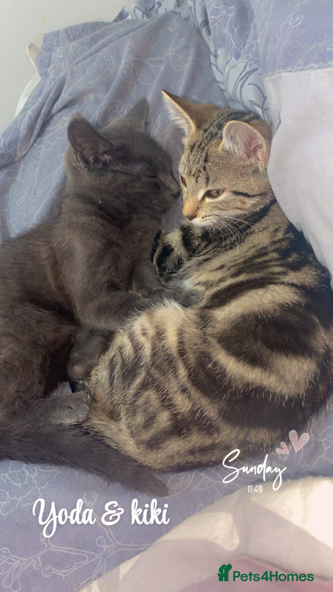 Russian Blue cats for sale: Russian Blue - Image 3