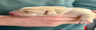Labrador Retriever 6