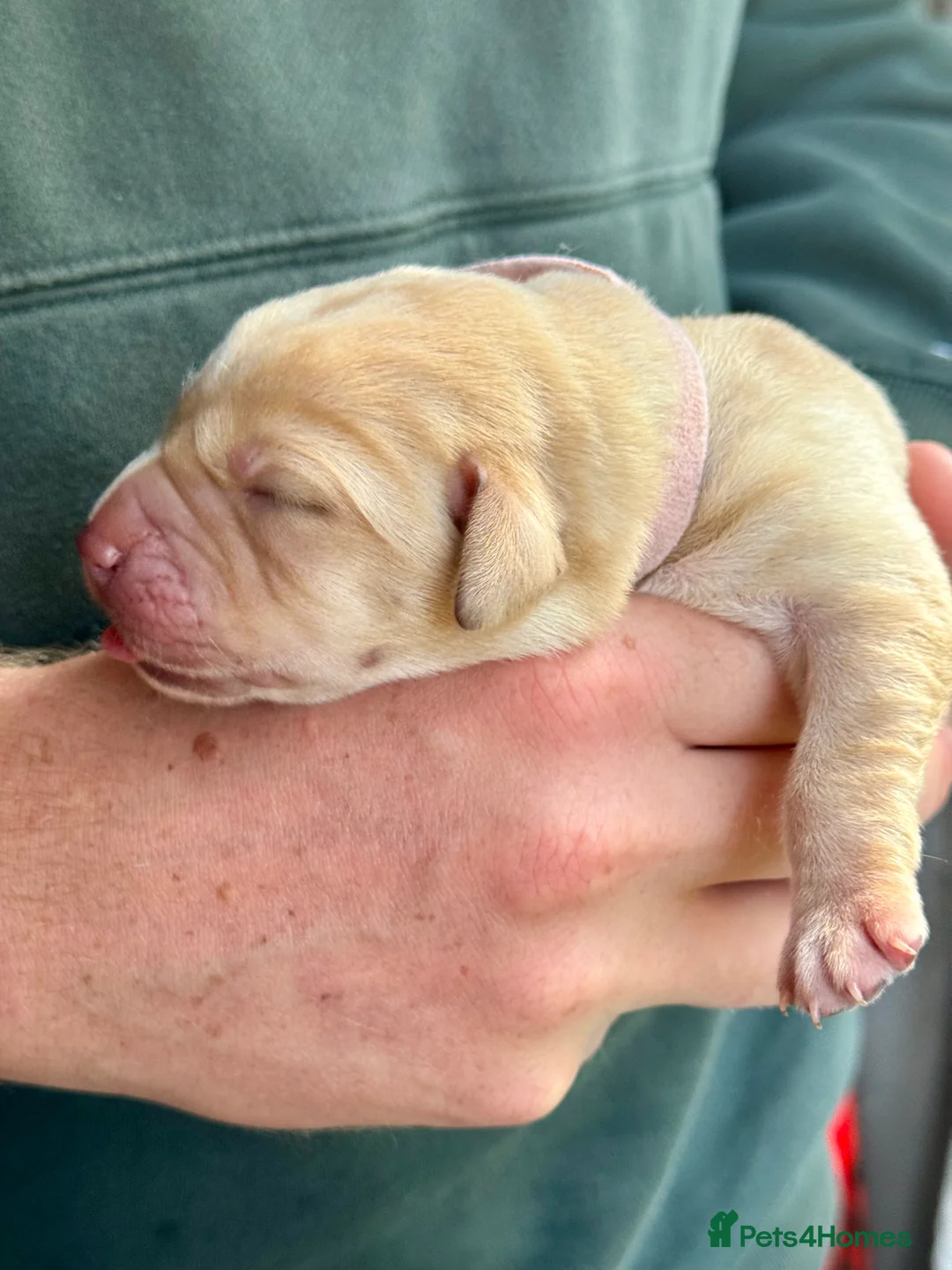Labrador Retriever dogs for sale: KC Registered Labrador Puppies Red & Black in Bristol - Advert 2