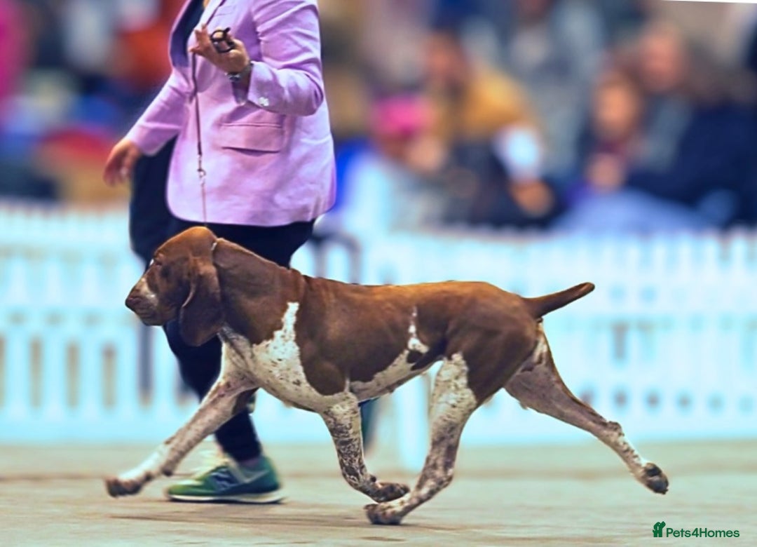 Bracco Italiano dogs for sale: Puppies due end of Jan!!   - Advert 15