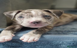 Dorset Olde Tyme Bulldogge dogs for sale: Olde Tyme Bulldog Cross Puppies - Ready Now - Image 1