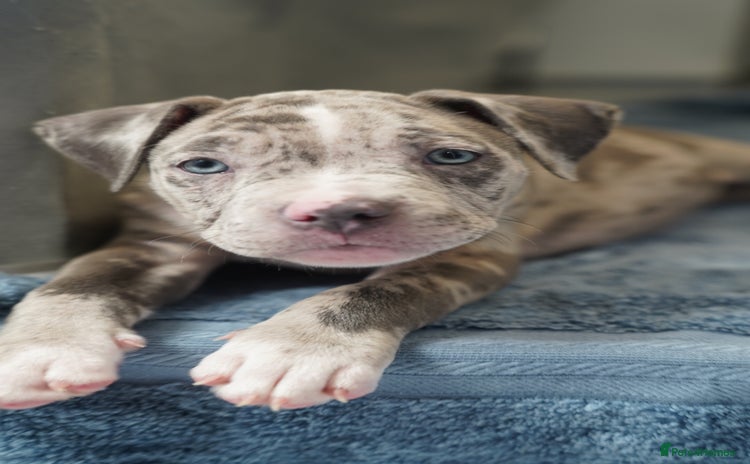 Dorset Olde Tyme Bulldogge dogs - Advert 1