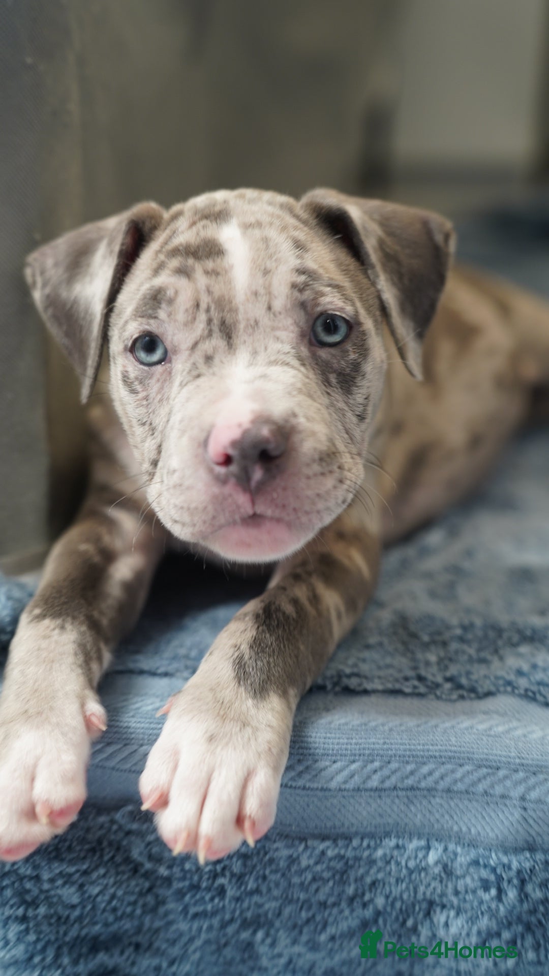 Dorset Olde Tyme Bulldogge dogs for sale: Olde Tyme Bulldog Cross Puppies - Ready Now - Image 1