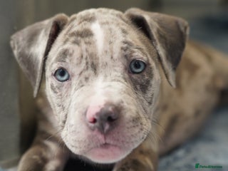 Dorset Olde Tyme Bulldogge dogs - Advert 3