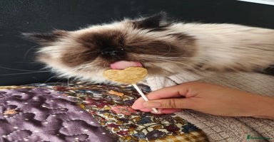 Persian cats - Advert 14