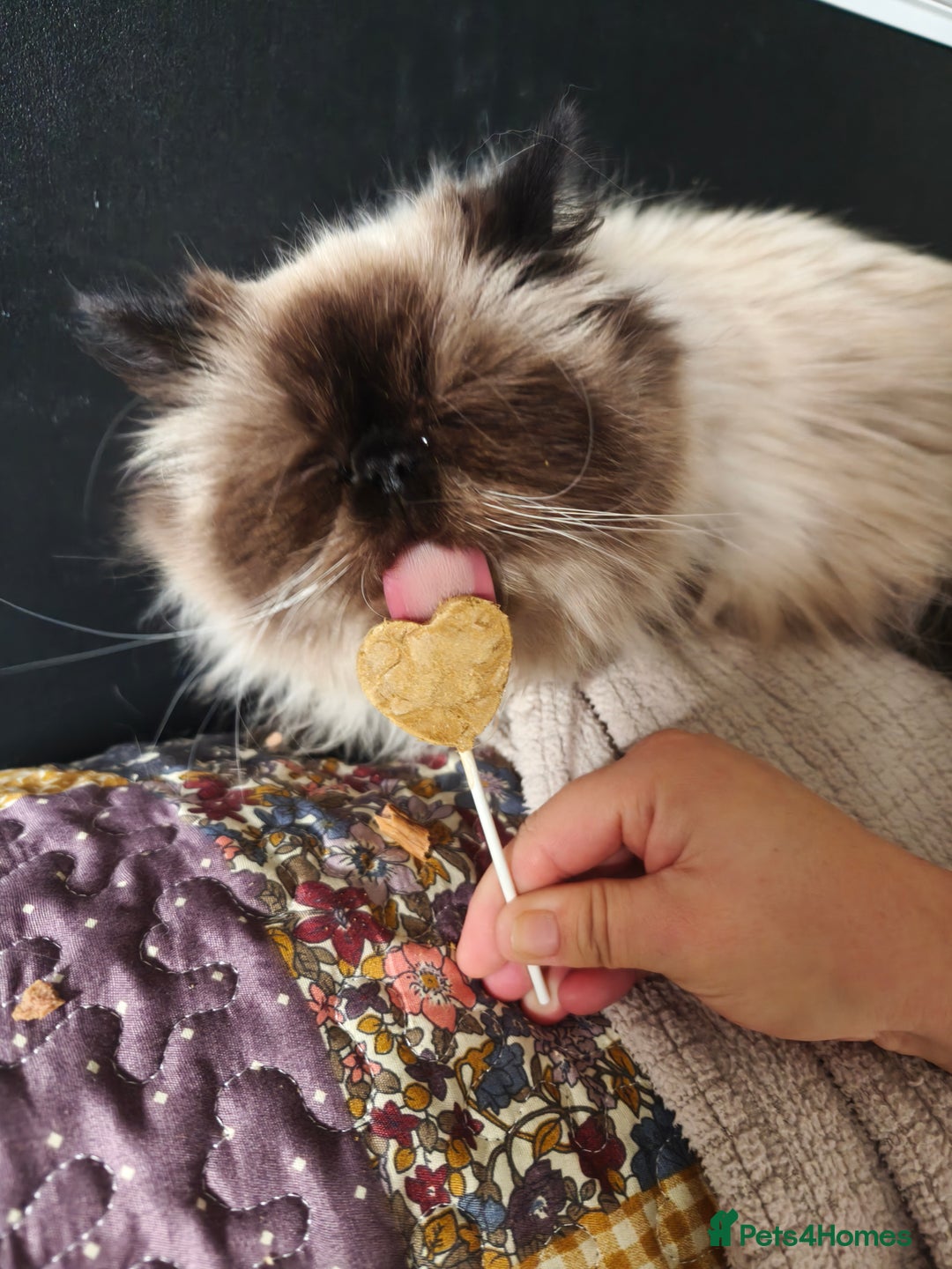 Persian cats for sale: Maggie  - Image 3
