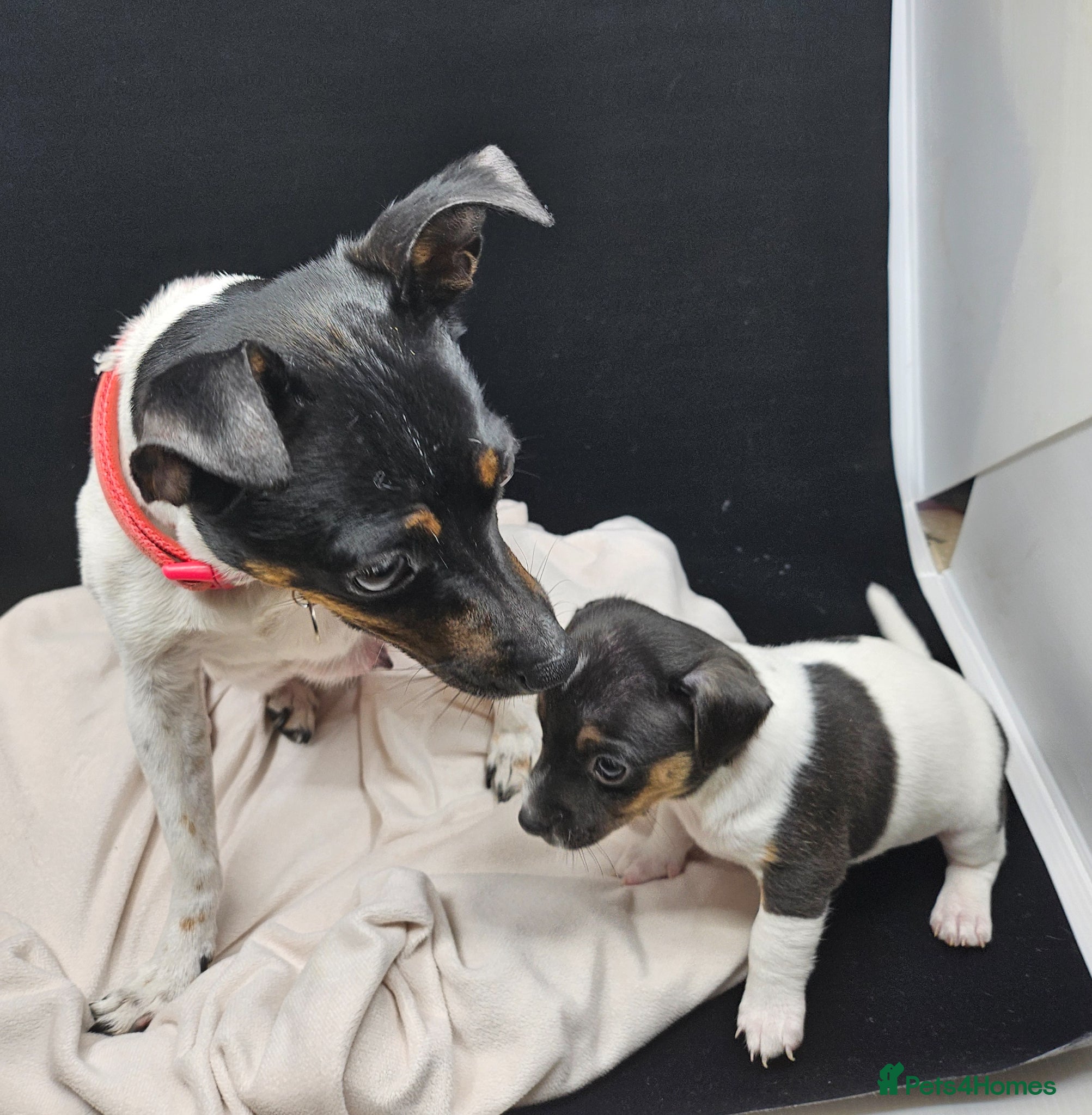 Jack Russell dogs From Our family to Yours  - Advert 2