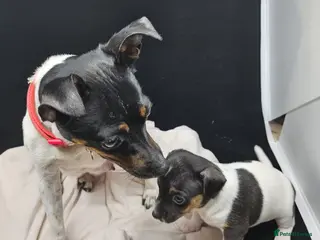 Jack Russell dogs From Our family to Yours - Advert 12