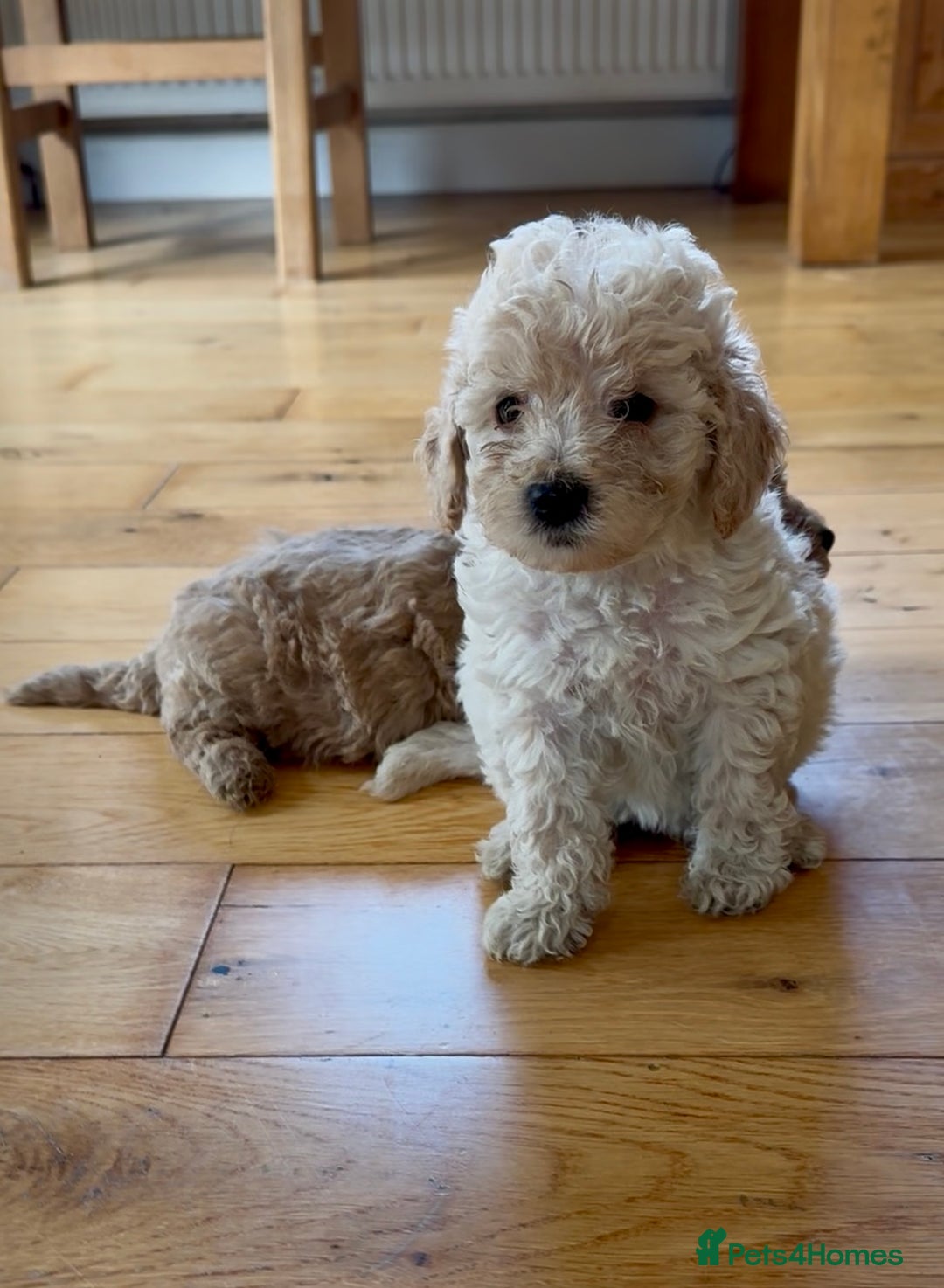 Poochon dogs for sale: Tiny farm bred teddy bear bundles of fun !  - Image 8