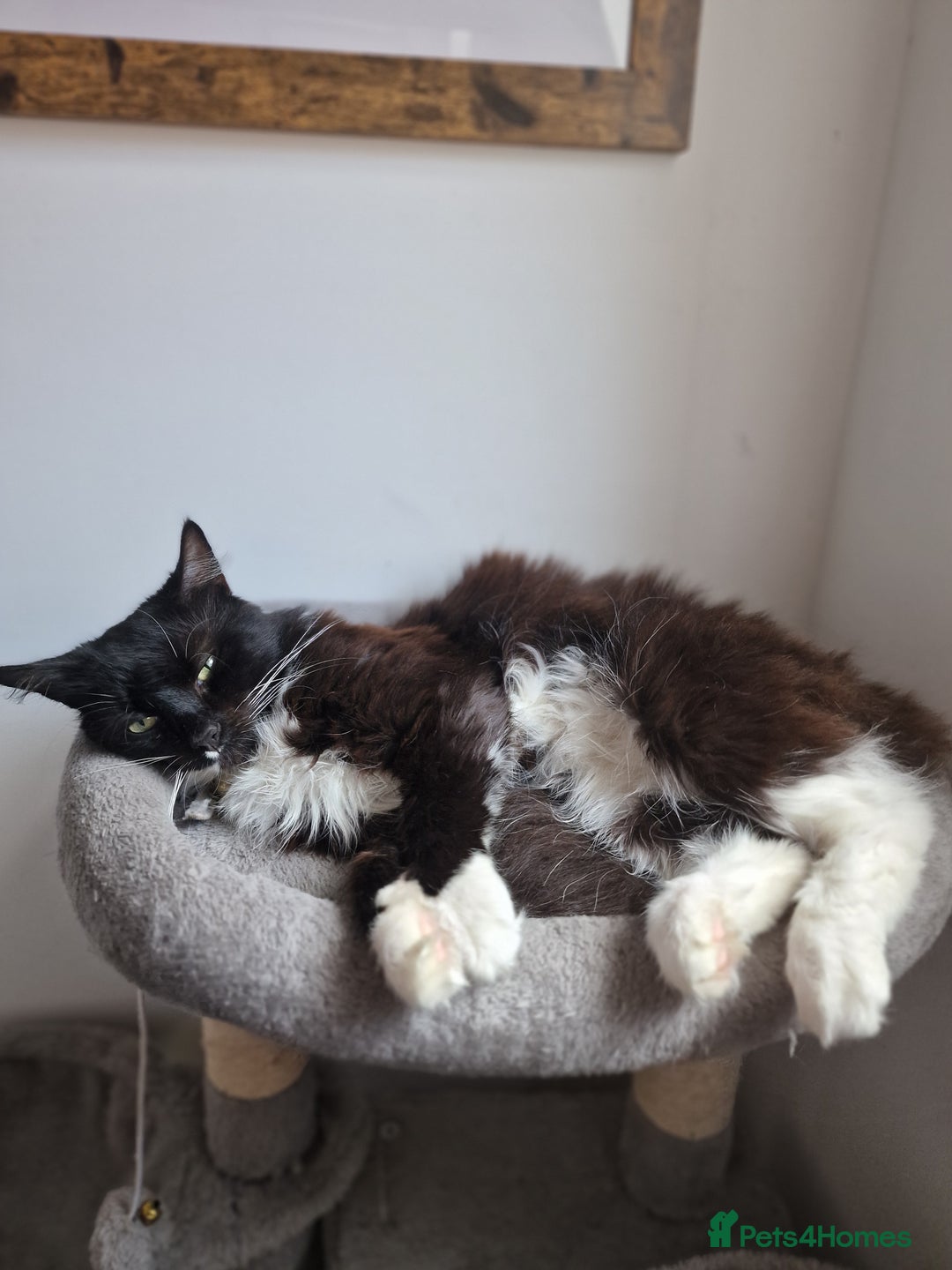 Maine Coon cats for sale: Tuxedo Maine Coon male 1yr - Image 2
