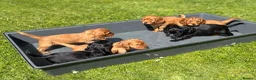 Cocker Spaniel dogs for sale: Litter of 6 Gorgeous Shwocker Pups - Advert 7