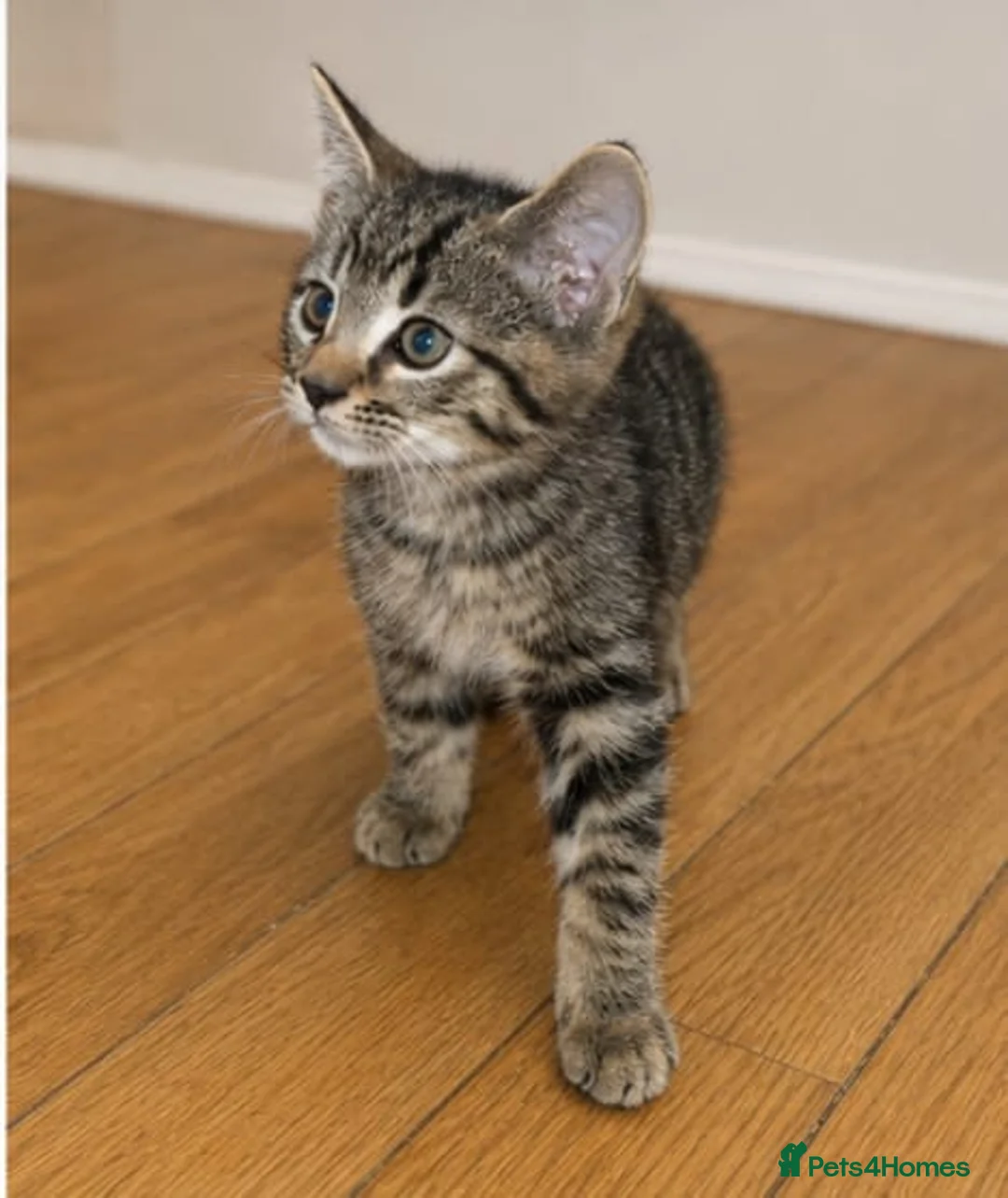 Bengal cats for sale: 3 beautiful part bengal male kittens - Advert 1
