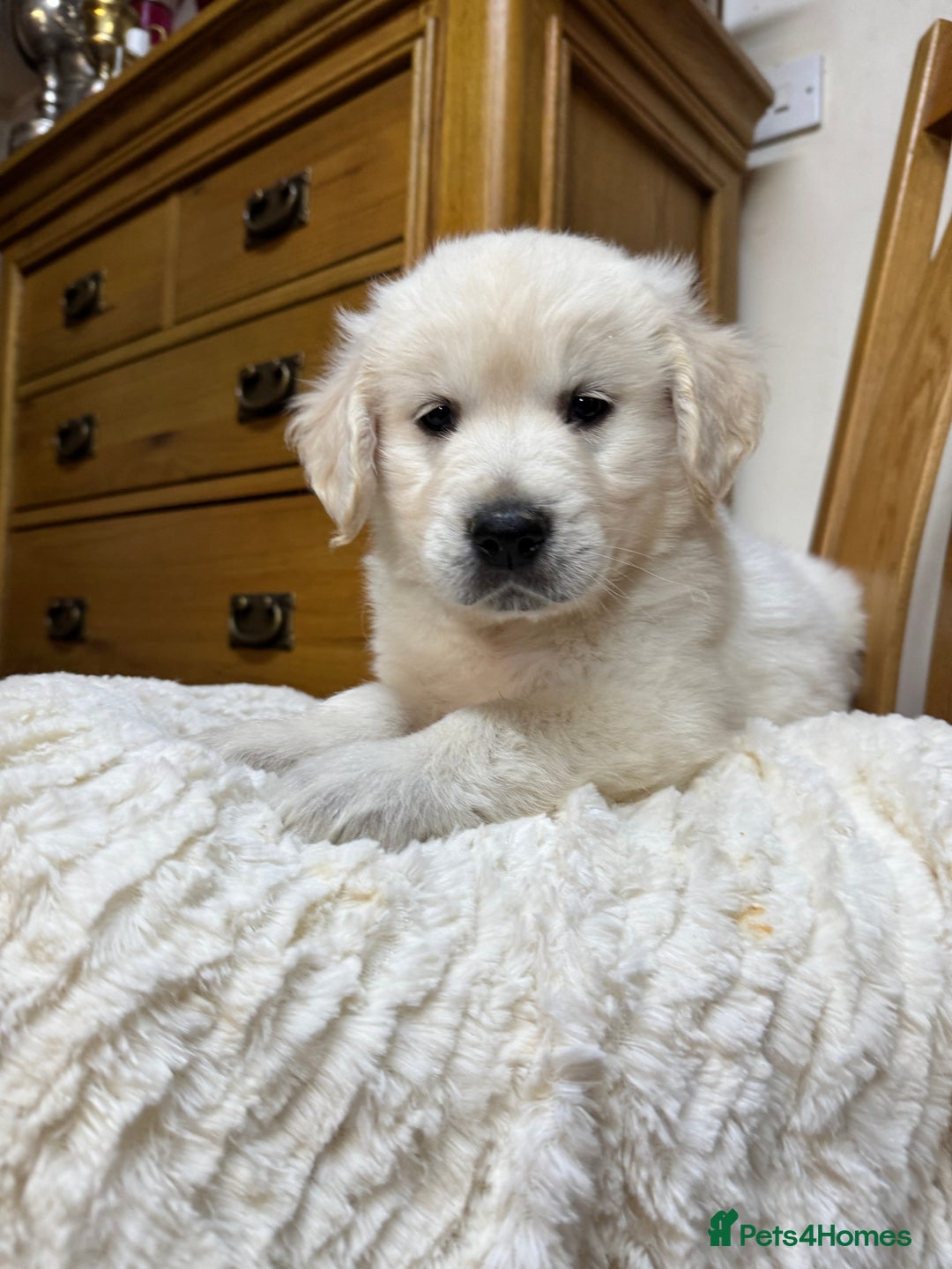 Golden Retriever dogs for sale: Out of DNA tested, kind & Champion bloodlines - Image 11