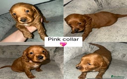 Cockapoo dogs for sale: Stunning F2 cockapoo pups  - Advert 5