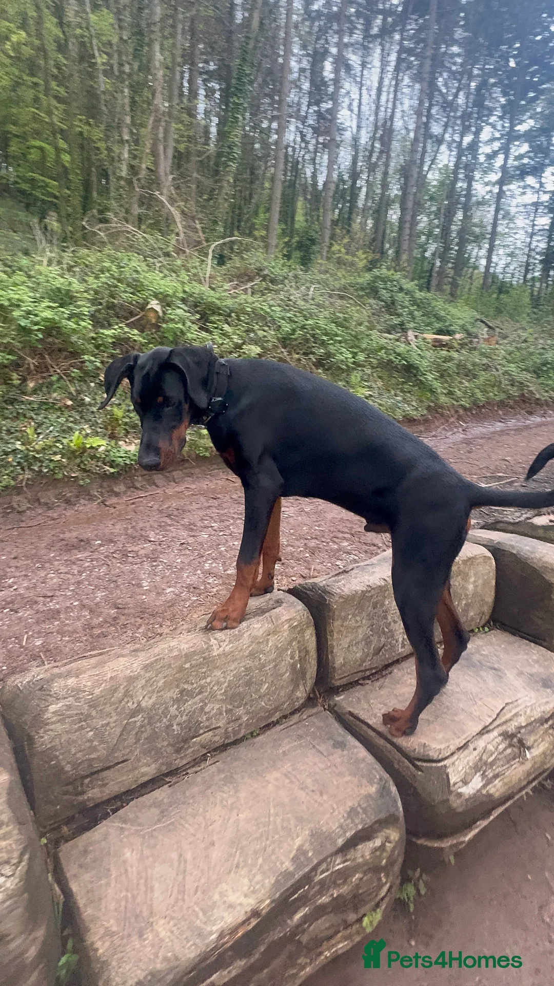 Dobermann dogs for sale: Fully Trained, KC registered Doberman - Advert 11