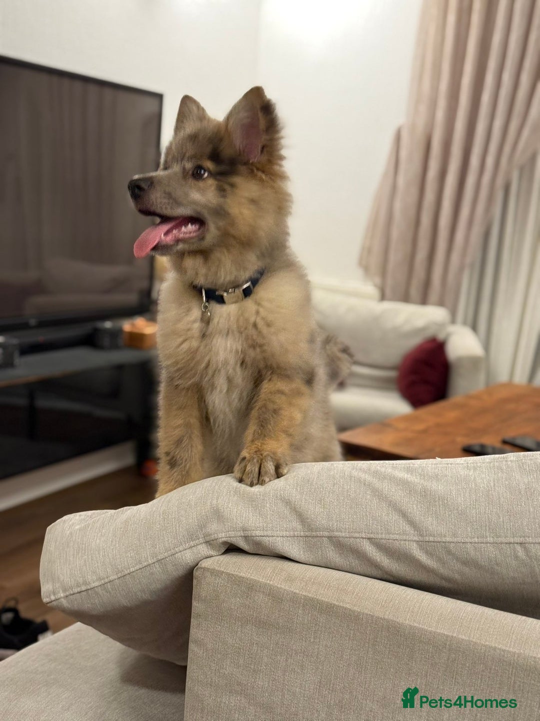 Mixed Breed dogs for sale: Miss H - Advert 4