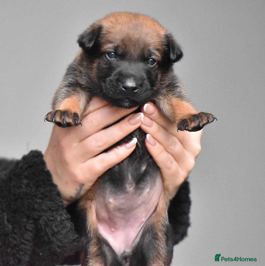 Belgian Shepherd Dog dogs for sale: Exclusive bloodlines  - Advert 12