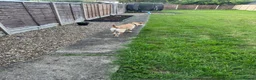 Mixed Breed dogs for sale: Labrador/terrier cross looking for home  in Letchworth Garden City - Advert 2