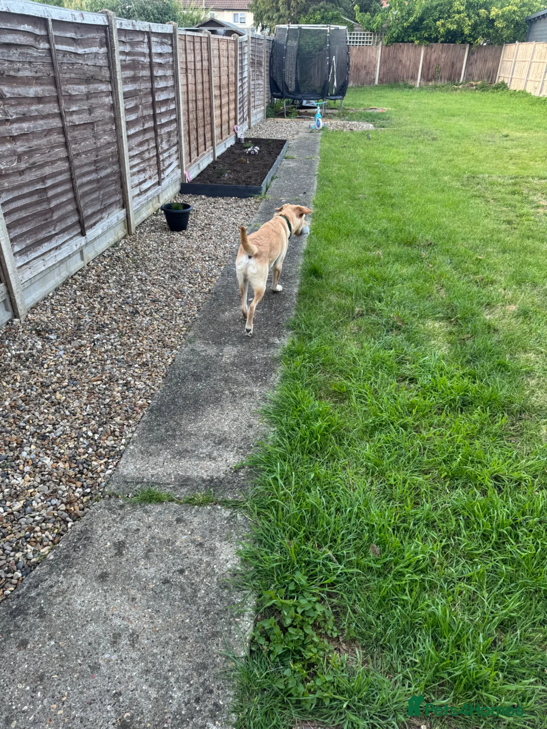 Mixed Breed dogs for sale: Labrador/terrier cross looking for home  in Letchworth Garden City - Advert 2