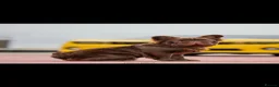 French Bulldog dogs for sale: French bulldog pups lovely colours  - Advert 16
