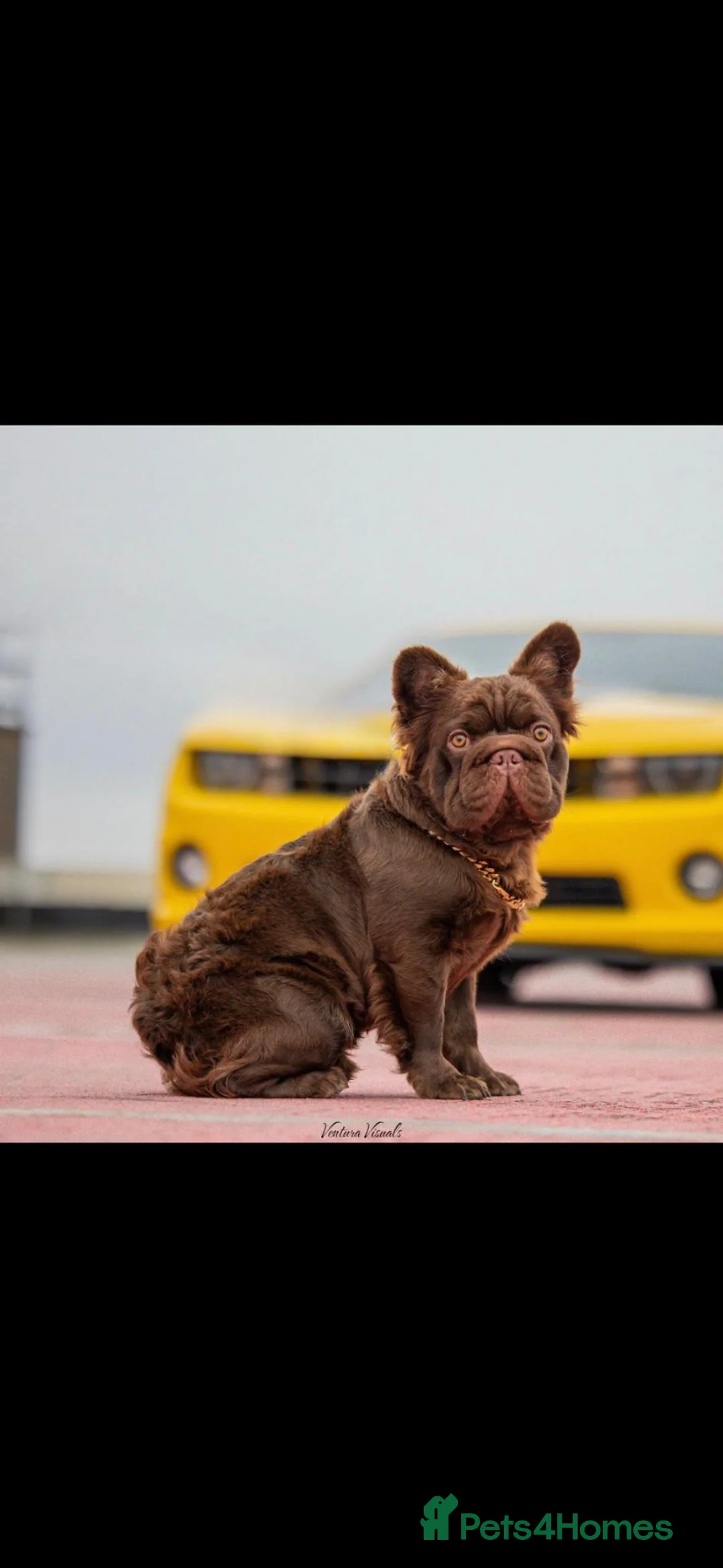 French Bulldog dogs for sale: French bulldog pups lovely colours  - Advert 16
