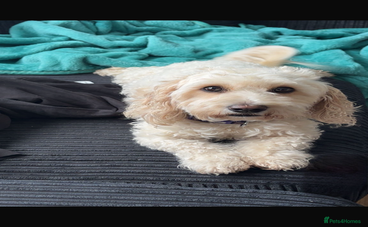 Mixed Breed dogs - Advert 1