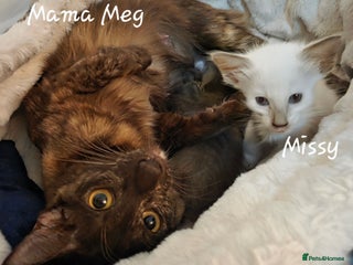 Oriental cats - Advert 22