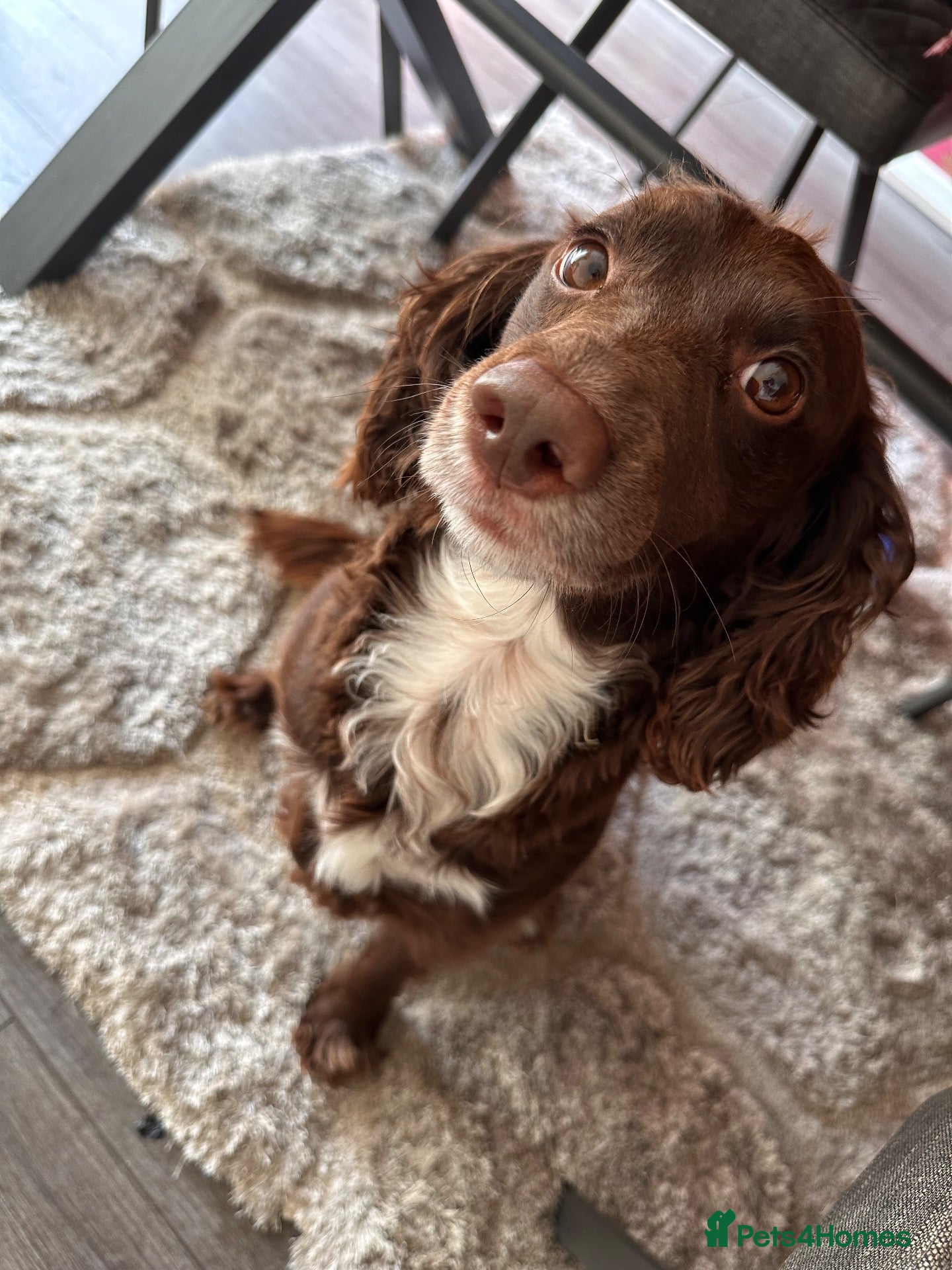 Cocker Spaniel dogs Phineas - Male Cocker Spaniel - Advert 1