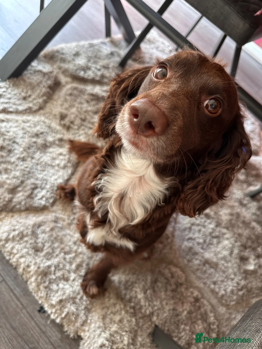 Cocker Spaniel dogs for sale: Phineas - Male Cocker Spaniel - Advert 1