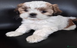 Shih Tzu dogs for sale: ShihTzu Puppies Ready for Their Forever Homes Soon - Image 7