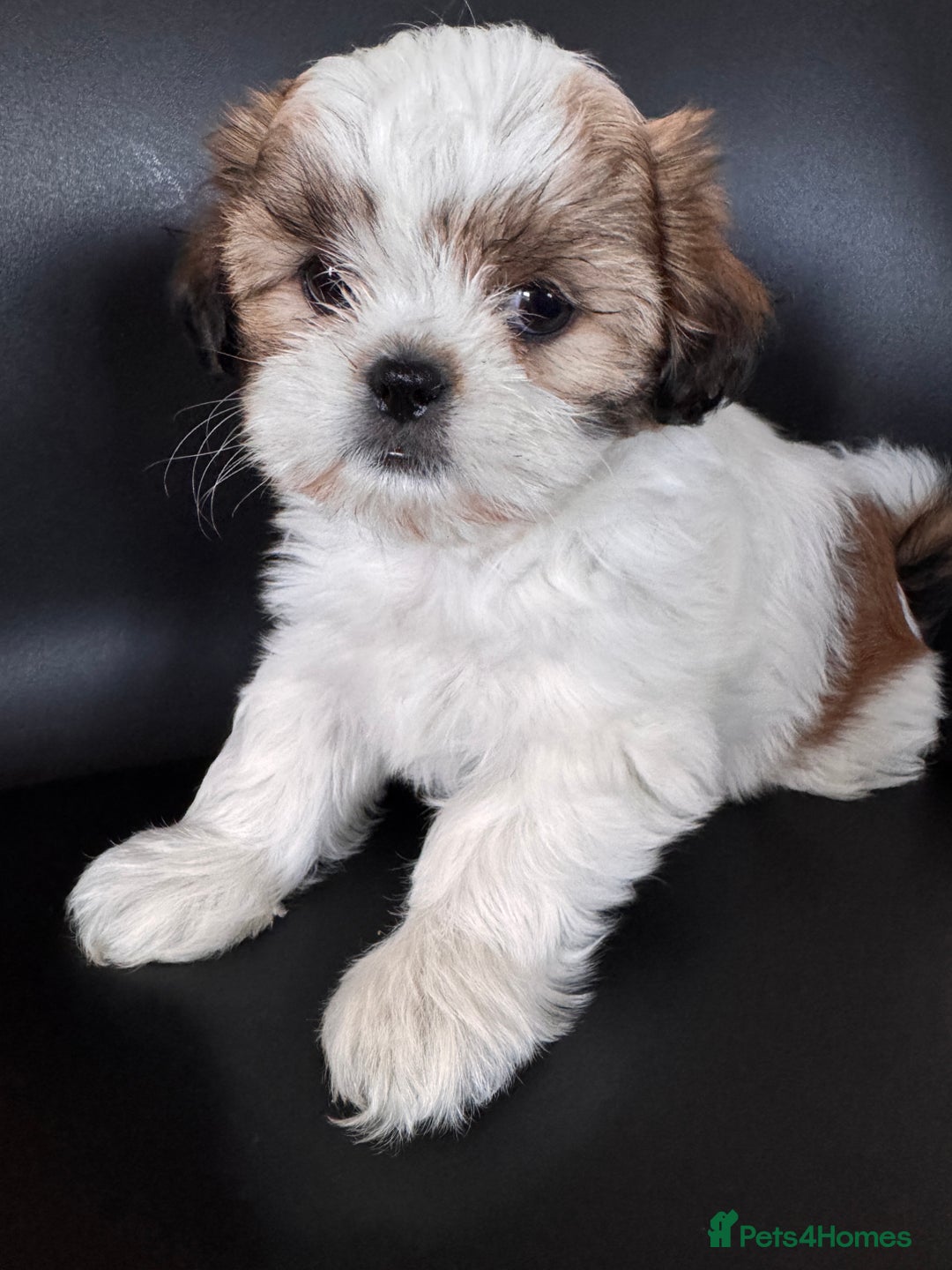 Shih Tzu dogs for sale: ShihTzu Puppies Ready for Their Forever Homes Soon - Image 7