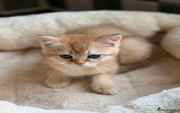 British Shorthair cats for sale: GCCF reg British Shorthair Chocolate Gold Kittens  in London - Image 38