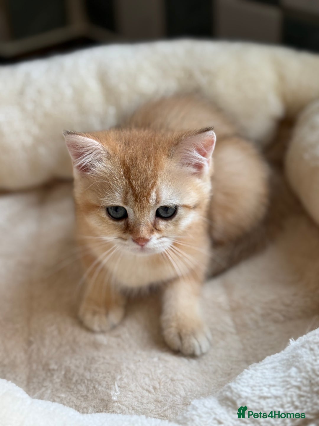 British Shorthair cats for sale: GCCF reg British Shorthair Chocolate Gold Kittens  in London - Image 38