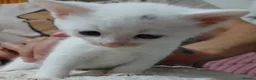 Mixed Breed cats for sale: 5 beautiful white kittens with lovely temperaments - Advert 7